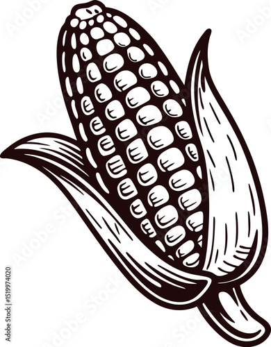 Hand drawn corn cob illustration in black and white vintage engraved botanical vegetable sketch