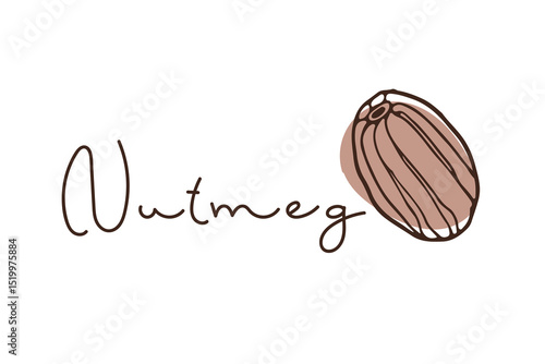 Nutmeg. Myristica Fragrans Fruit, Spicy. Doodle Outline vector illustration with inscription. Seasoning for food and drinks. Organic product sketch for packaging, sale, shop. Flavor cooking ingredient