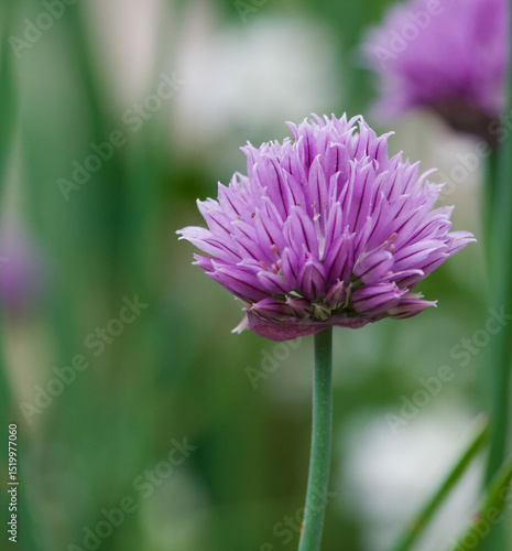 Beautiful close-up of allium schoenoprasum