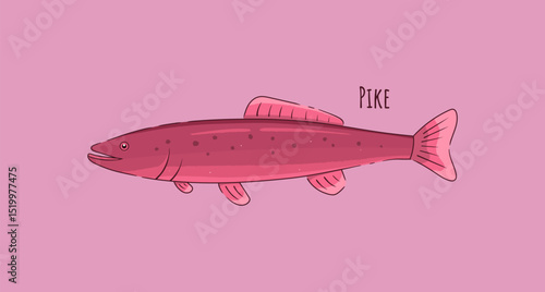 Hand Drawn Pike Fish Vector Illustration.