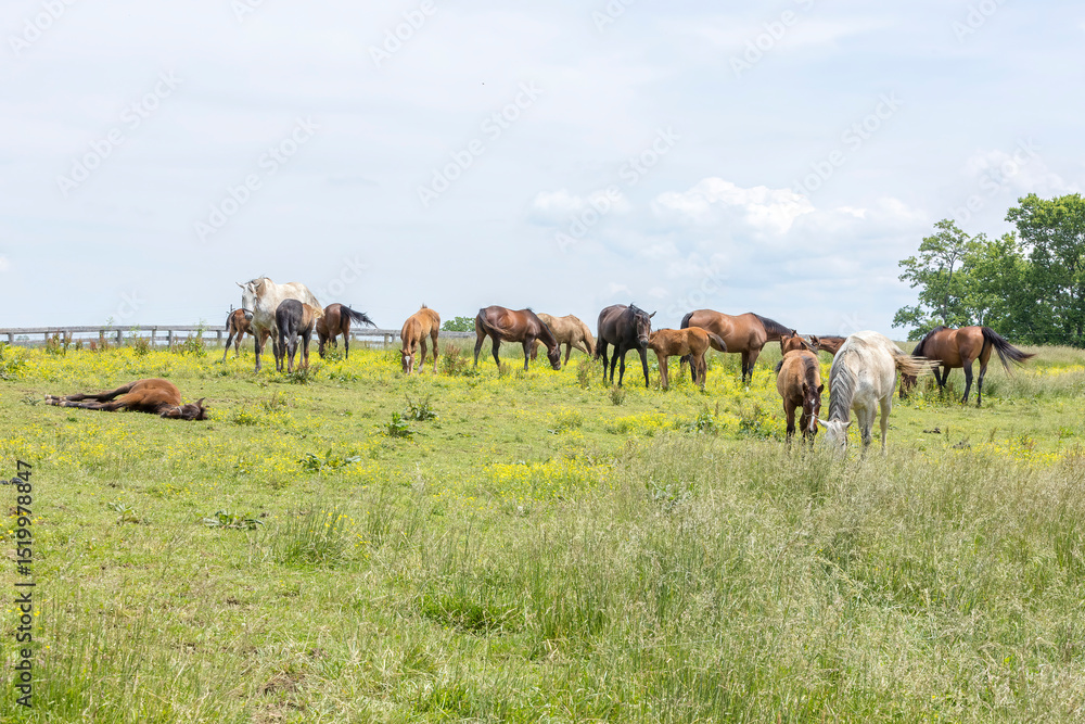 A herd of Thoroughbred mares and foals in a pasture with one foal lying down. A herd of Thoroughbred mares and foals in a pasture with one foal lying down.