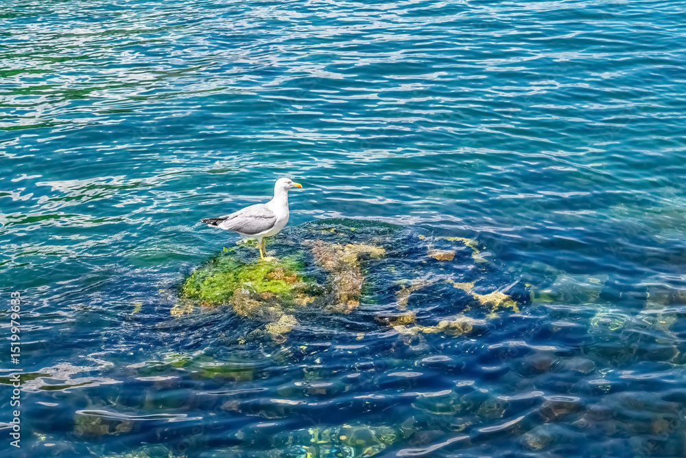 Naklejka premium A seagull perches on a moss-covered rock in the clear blue waters of Kotor Bay, Montenegro. The bird gazes out over the tranquil sea, creating a peaceful coastal scene
