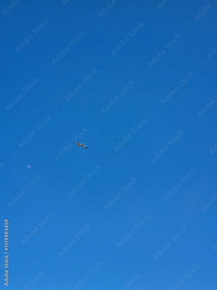 seagull flying to the moon. moon during the day. Sunny day. Summer. seagull flying to the moon. moon during the day. Sunny day. Summer.