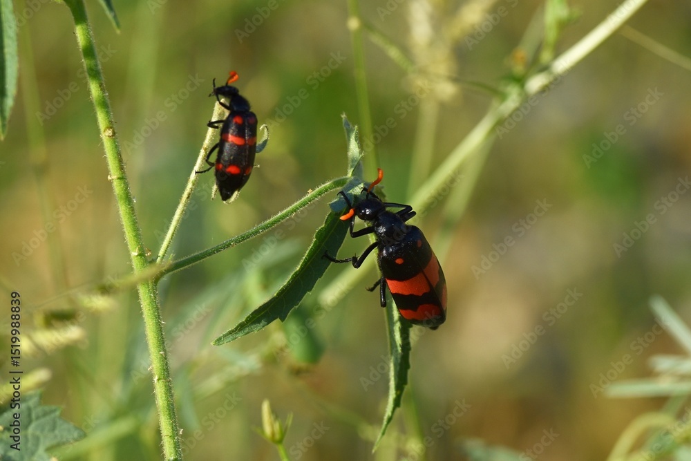 schwarz-roter Käfer in Namibia schwarz-roter Käfer in Namibia