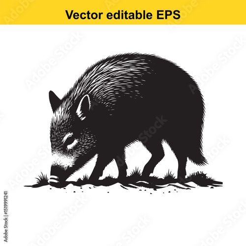 A black and white illustration of a peccary foraging for food