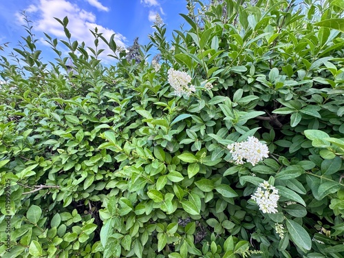 Foto Ligustrum vulgare in bloom