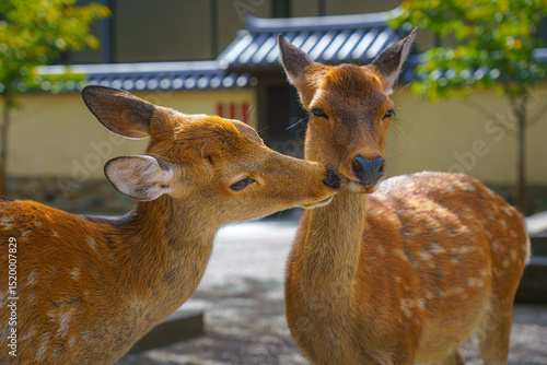 Nara, Japan - Sep 26 2024, ...