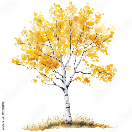 A Quaking Aspen Tree, watercolor illustration vector, high quality, isolated on a white background.