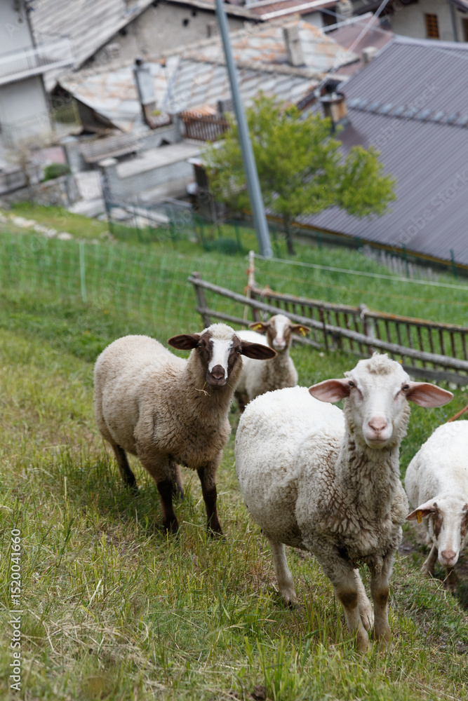 Obraz premium A herd of Alpine sheep grazing in the mountain pasture