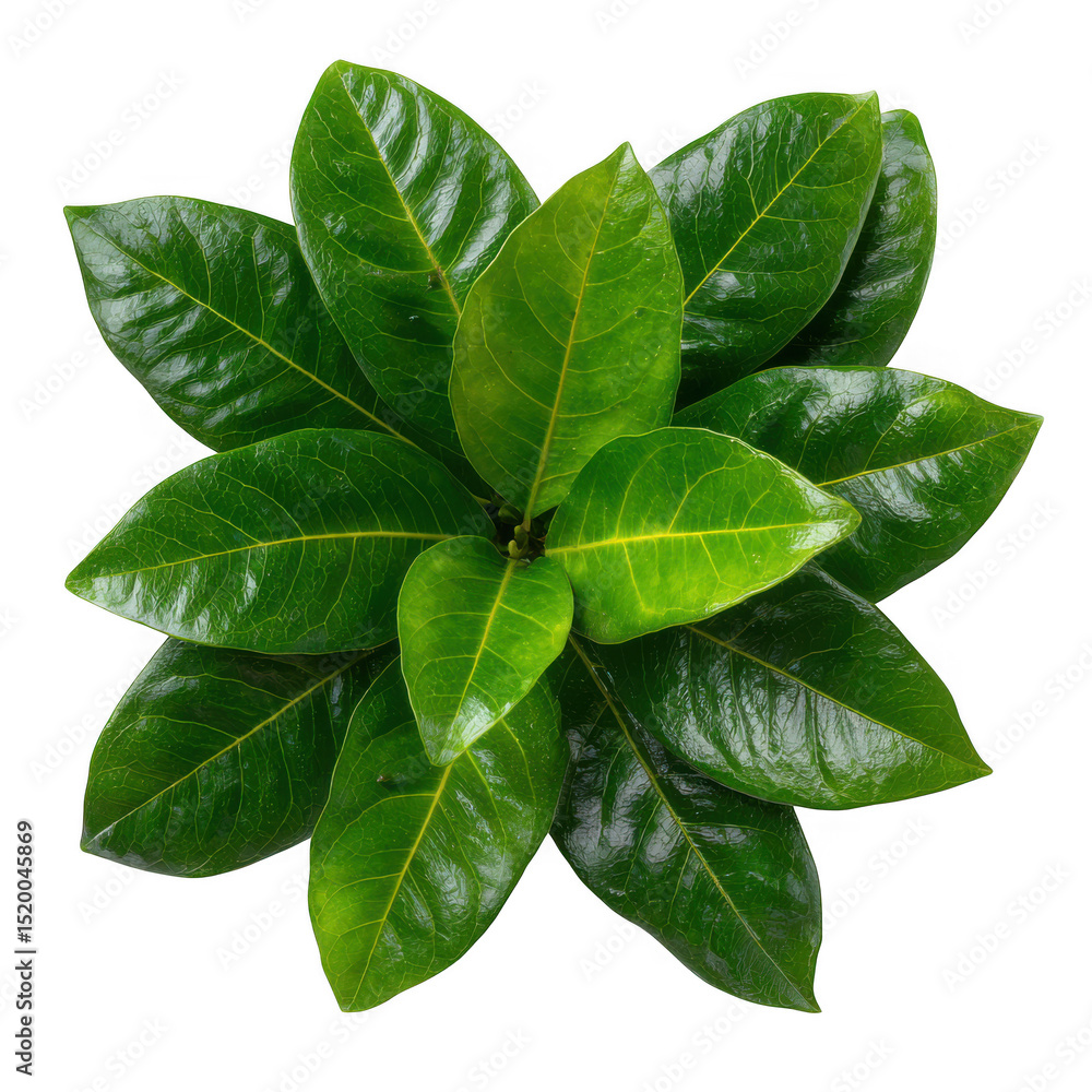 Obraz premium Lush green plant leaves isolated on transparent background