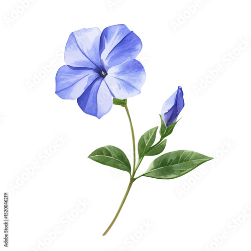 watercolor of A Periwinkle Stem, vector high quality, isolated on a white background.