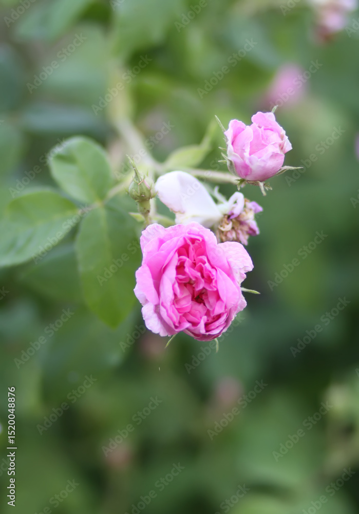 Garden roses in bloom. Beautiful romantic flowers growing outdoors. Garden roses in bloom. Beautiful romantic flowers growing outdoors.