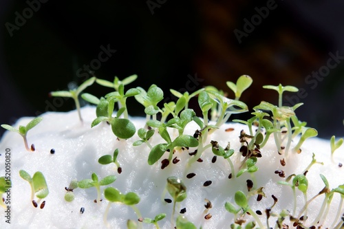Quadro em tela germination seeds and growing sprouts