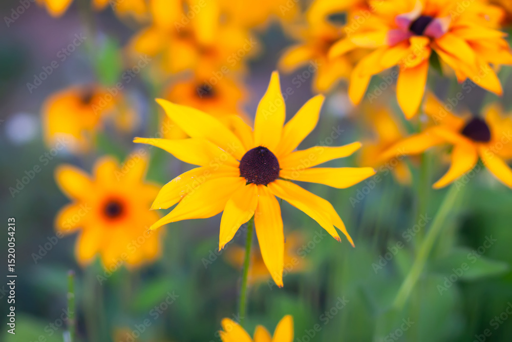 Obraz premium Rudbeckia hirta medicinal plant with yellow flowers.