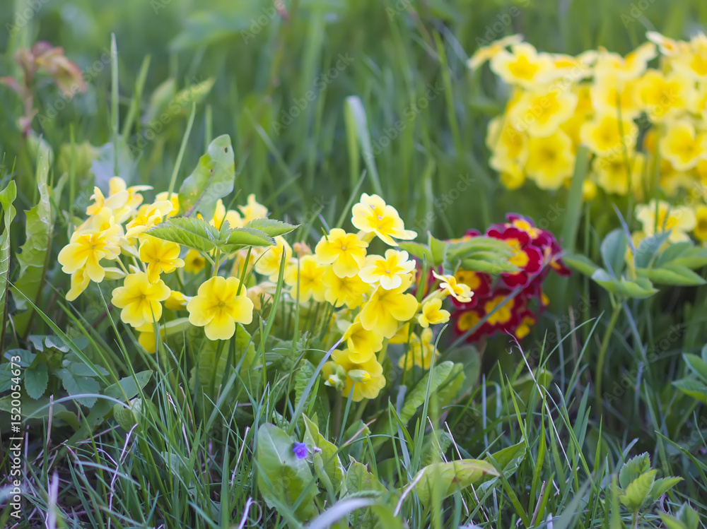 Obraz premium Yellow flowers of a primrose or primula in a garden.