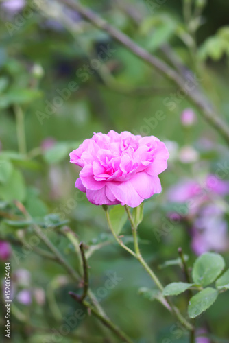 Wallpaper Mural Garden roses in bloom. Beautiful romantic flowers growing outdoors. Torontodigital.ca