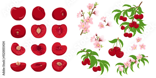 Set with cherry flower, cherry on a branch, a whole cherry and half a fruit. Hand drawn cherry set.