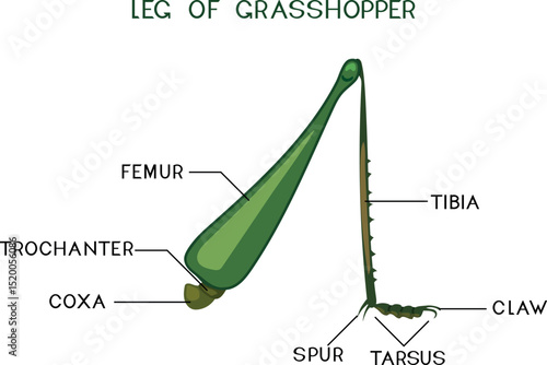Structure of saltatorial leg of grasshopper for biology lesson