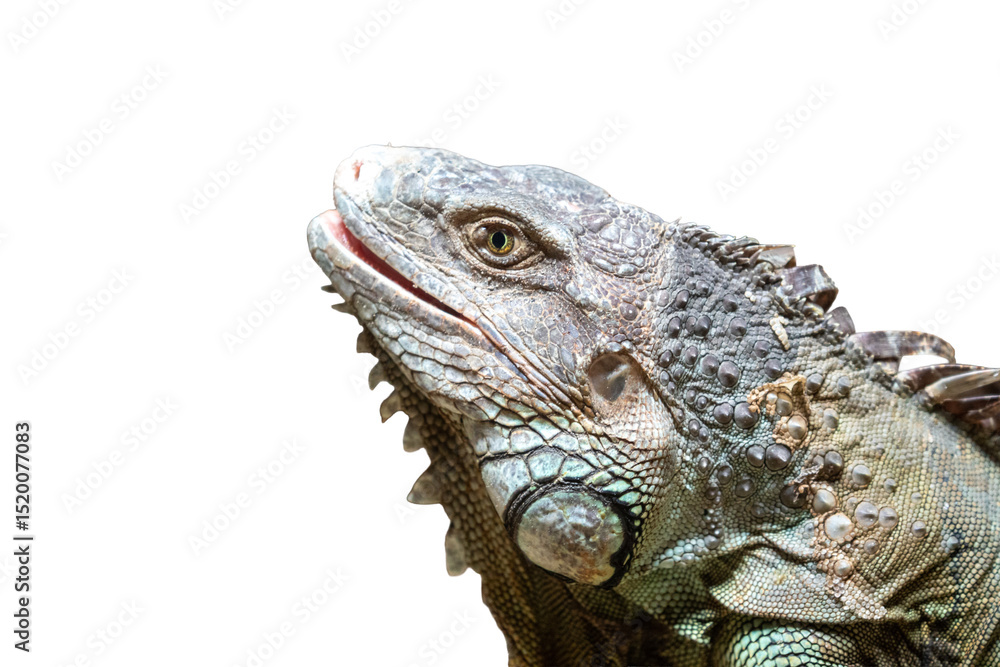 Fototapeta premium Close up of a green iguana on white background, isolated.