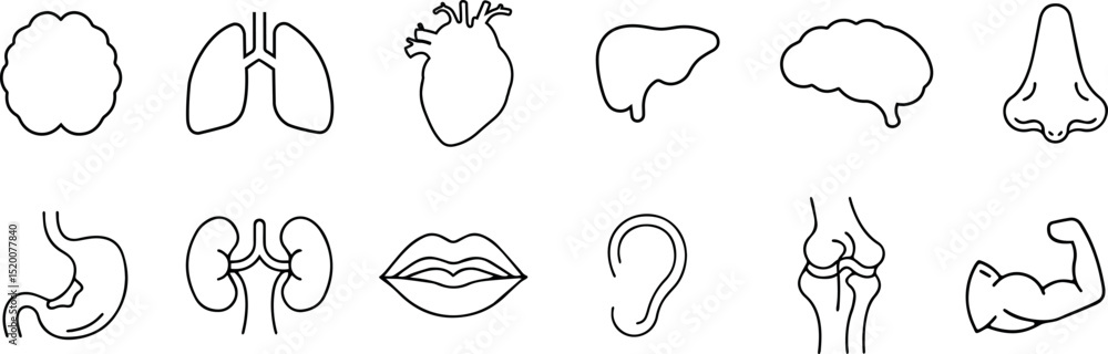 Obraz premium Line art set of human body organs including brain, heart, lungs, liver, kidneys, and others in medical anatomical for healthcare and educational concepts