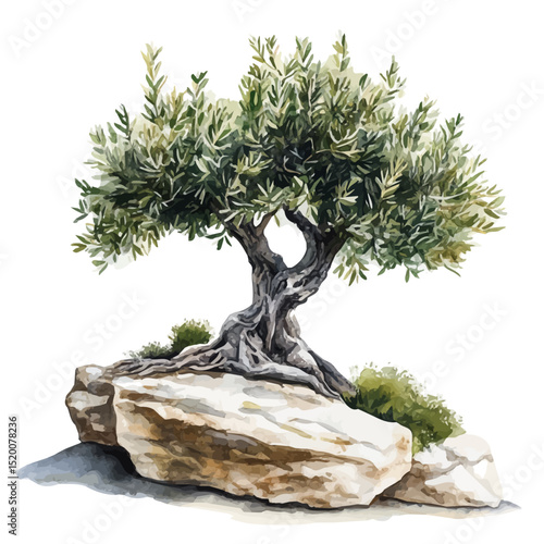 A Olive Tree Bonsai, watercolor illustration vector, high quality, isolated on a white background.