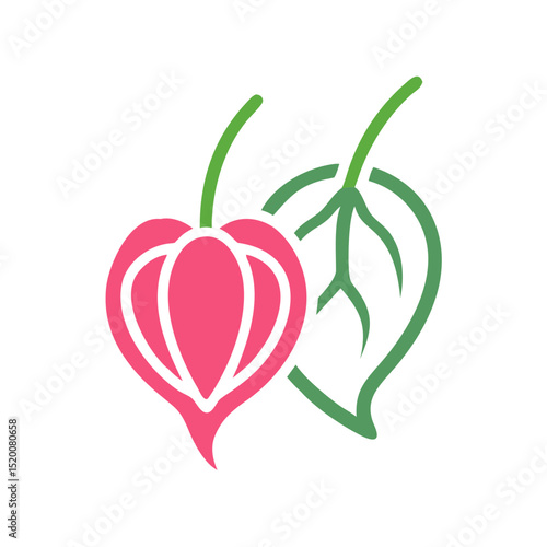 Physalis fruit illustration with green leaf on white background  