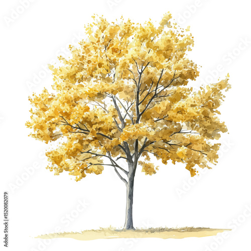 watercolor of A Norway Maple Tree, vector high quality, isolated on a white background.