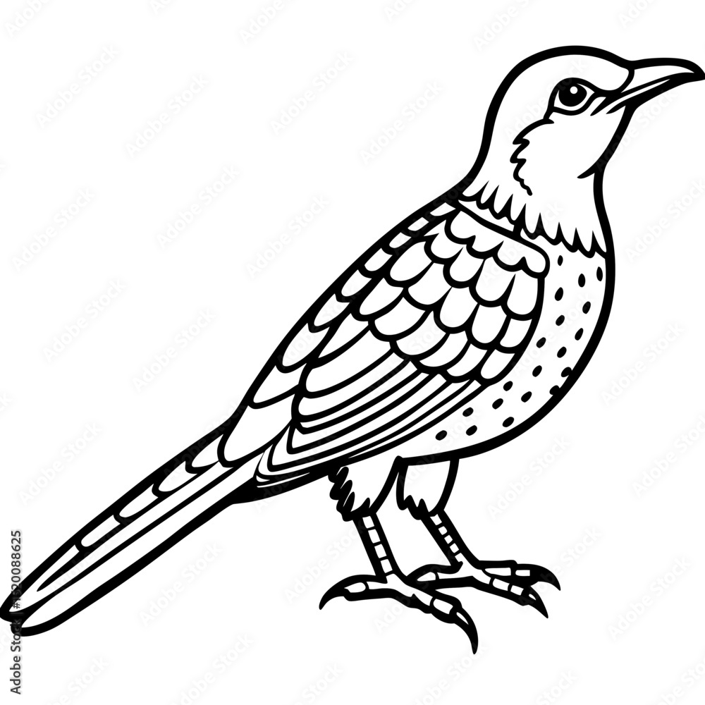 Fototapeta premium Eurasian Wryneck Vector on White