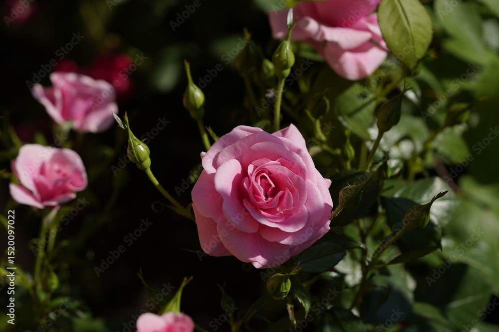 pink valentine rose with buds pink valentine rose with buds