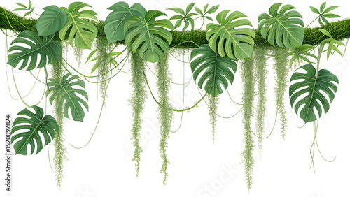 Monstera deliciosa leaves and spanish moss hanging from a mossy branch, isolated on transparent background