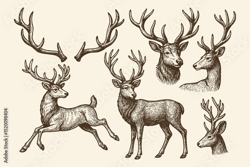 Deer and antlers engraving style vector illustration set