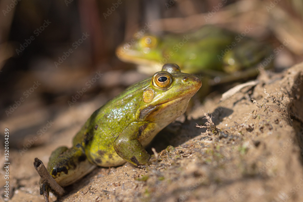 Fototapeta premium Nahaufnahme von einem Wasserfrosch / Teichfrosch in der Sonne in einem Naturschutzgebiet in Wehrheim, Hochtaunuskreis