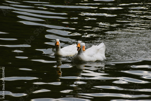 tres patos domésticos nadando juntos sobre el lago