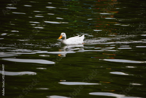 Un pekín blanco solitario en el lago