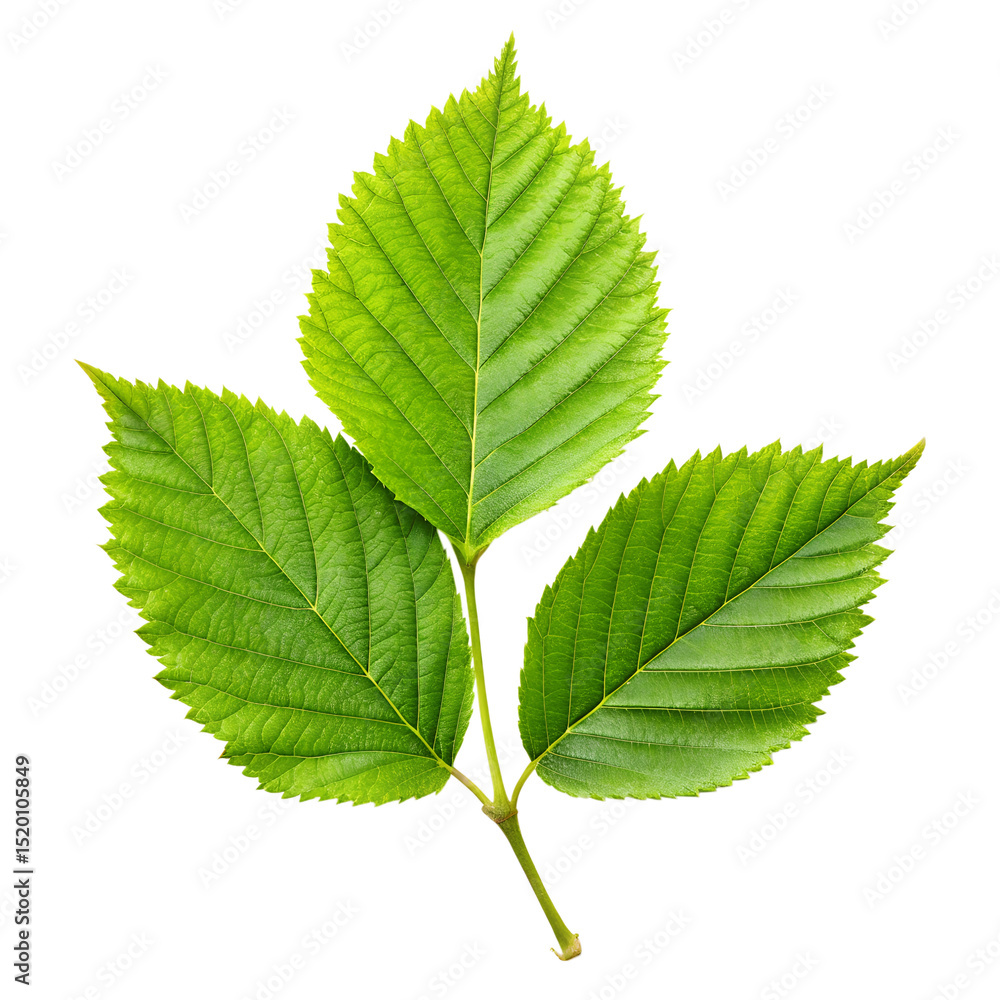 green leaf isolated on on transparent background green leaf isolated on on transparent background