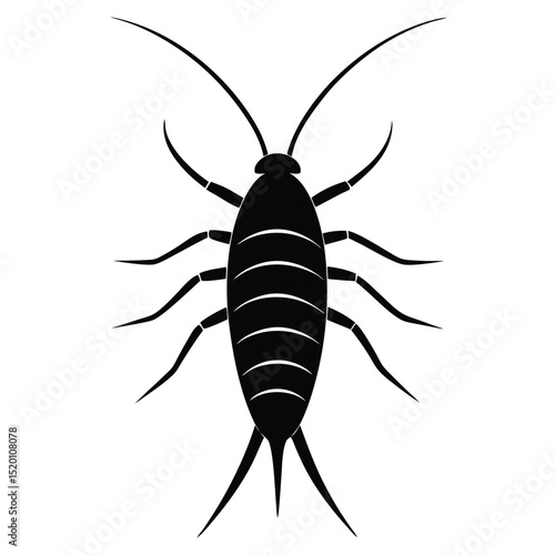 silverfish white background