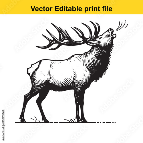Majestic Elk Bugle: A Vector Illustration of a Male Elk Bellowing