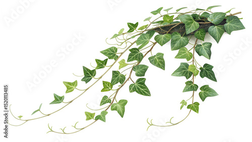Ivy plant with green leaves isolated on white background, showcasing its delicate vines and vibrant foliage, creating a natural and fresh aesthetic