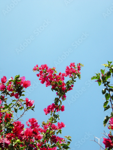 Heart shaped pink blossoms on pastel blue sky background