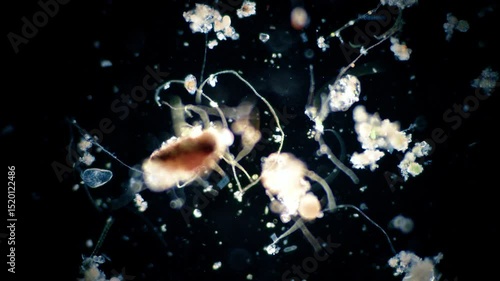 The amazing world of microbiology. Different bacteria, microbes and single-celled microorganisms are visible through a microscope. High-quality video.	
