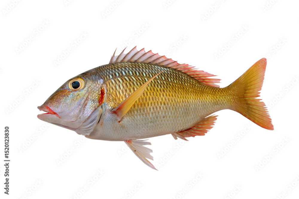 Fototapeta premium emperor fish