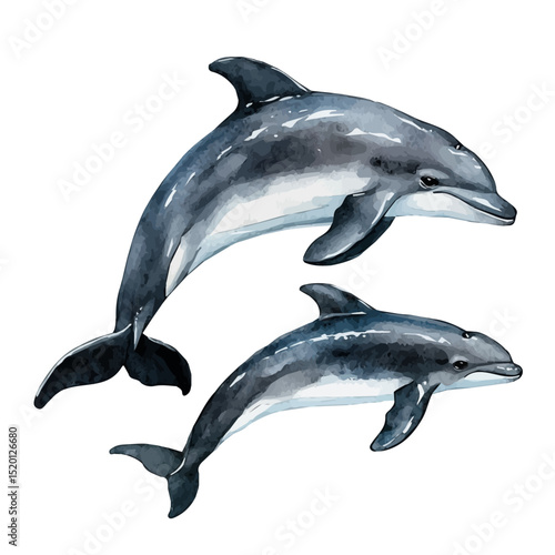 A Mother Porpoise With Her Kid, watercolor drawing vector, high quality, isolated on a white background.