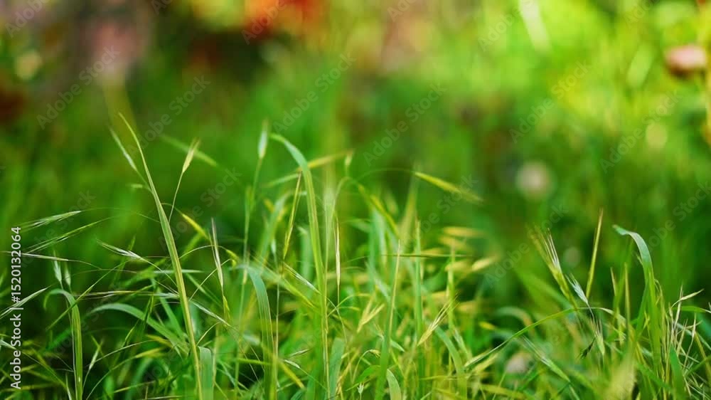 Stems of wild cereal plants with ears of wheat sway in wind and sway from side to side when direction of gust of wind changes. Background is blurred, contains of yellow, green, orange and red colors Stems of wild cereal plants with ears of wheat sway in wind and sway from side to side when direction of gust of wind changes. Background is blurred, contains of yellow, green, orange and red colors