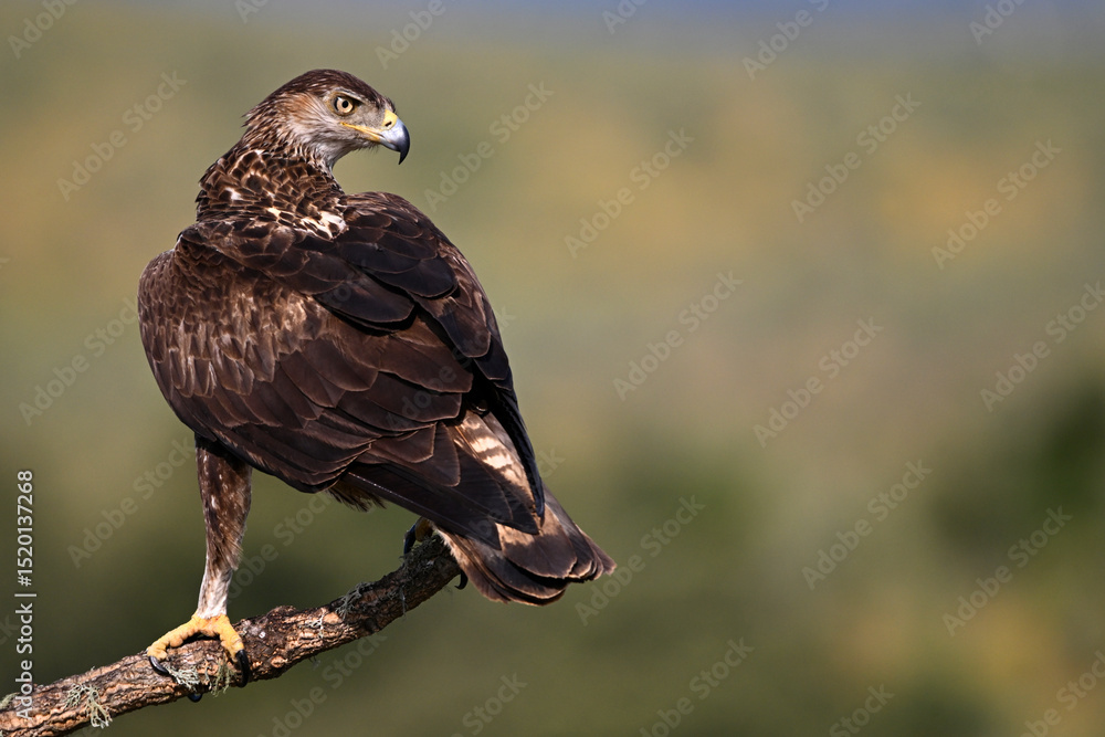 aguila fasciata en el campo en españa aguila fasciata en el campo en españa