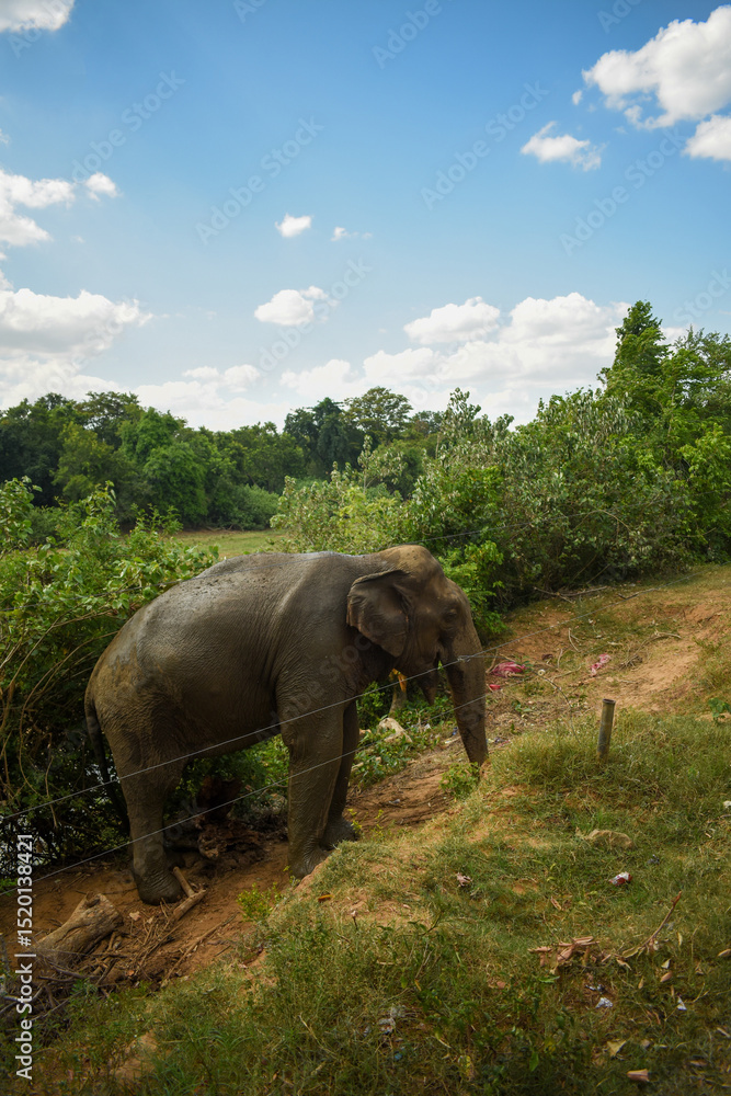 Fototapeta premium An Elephant in Somawathiya National Park, Polonnaruwa, Sri Lanka.
