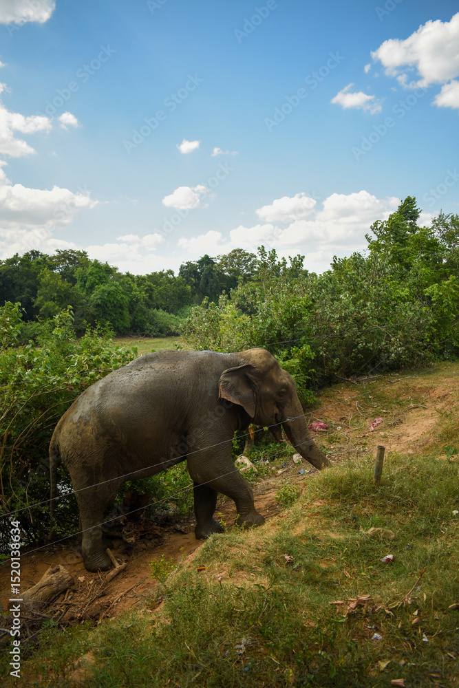 Fototapeta premium An Elephant in Somawathiya National Park, Polonnaruwa, Sri Lanka.