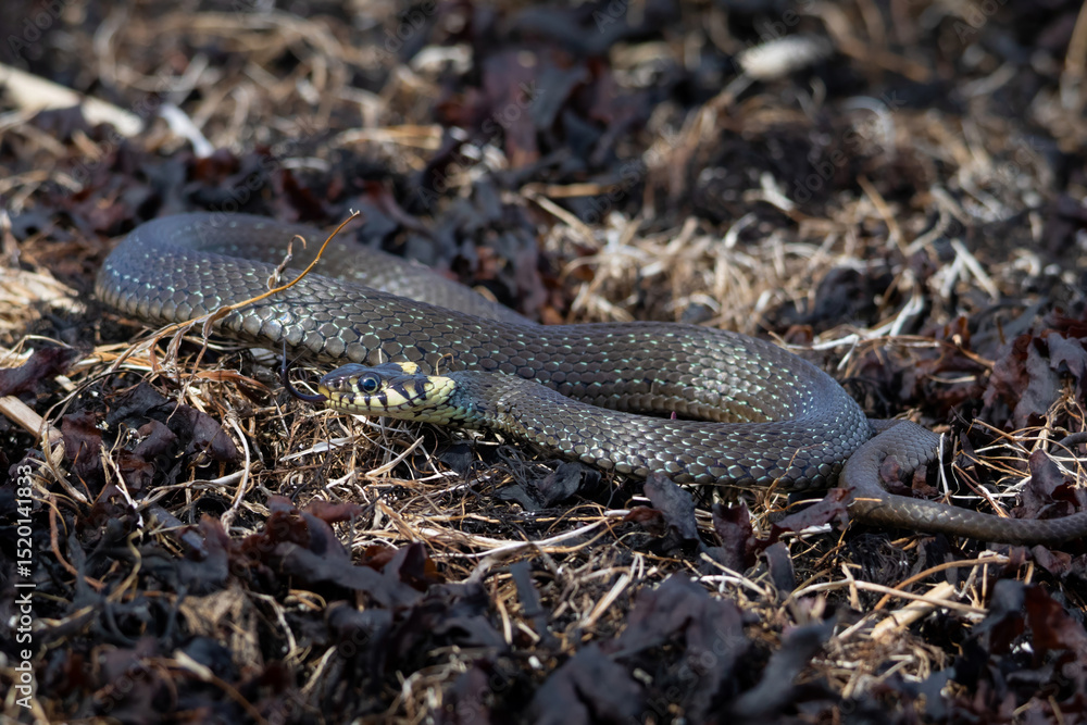 Fototapeta premium Grass snake, lat. Natrix Natrix