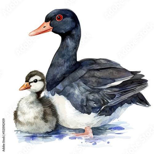 A Mother Moorhen With Her Kid, watercolor illustration vector, high quality, isolated on a white background.