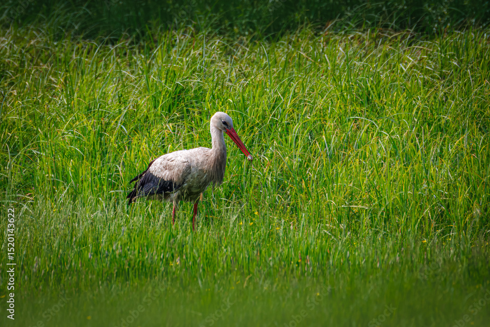 Fototapeta premium An adult White Stork with frog prey in its beak, standing on green grass in summer sunlight.