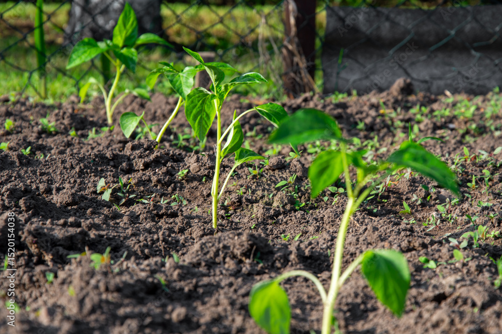 Red pepper seedlings thrive in nutrient-rich soil, basking in warm sunlight, ready for future growth in a garden bed Red pepper seedlings thrive in nutrient-rich soil, basking in warm sunlight, ready for future growth in a garden bed